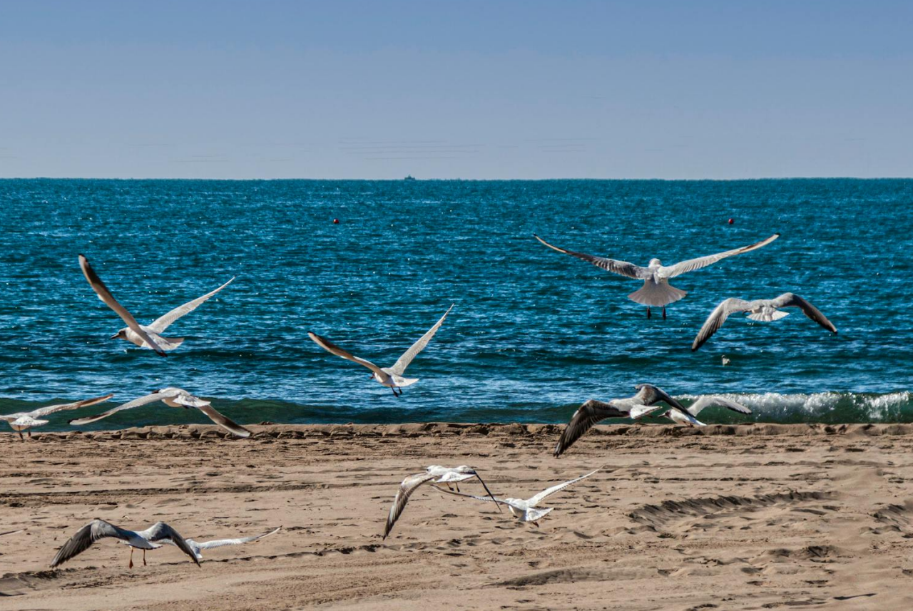 A flock of seagulls flying over a beach