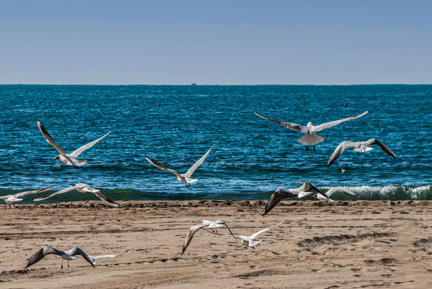 A flock of seagulls flying over a beach