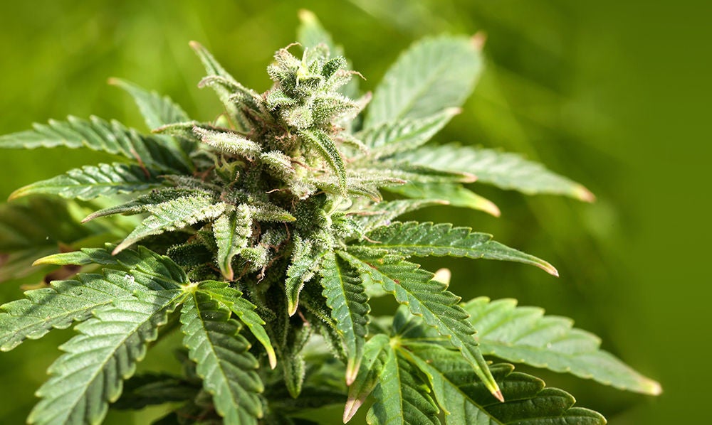 Cannabis plant closeup