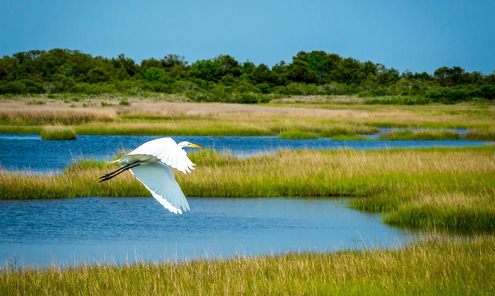 Great Egret flying over Assateague Marsh on the outer shores of Maryland, USA